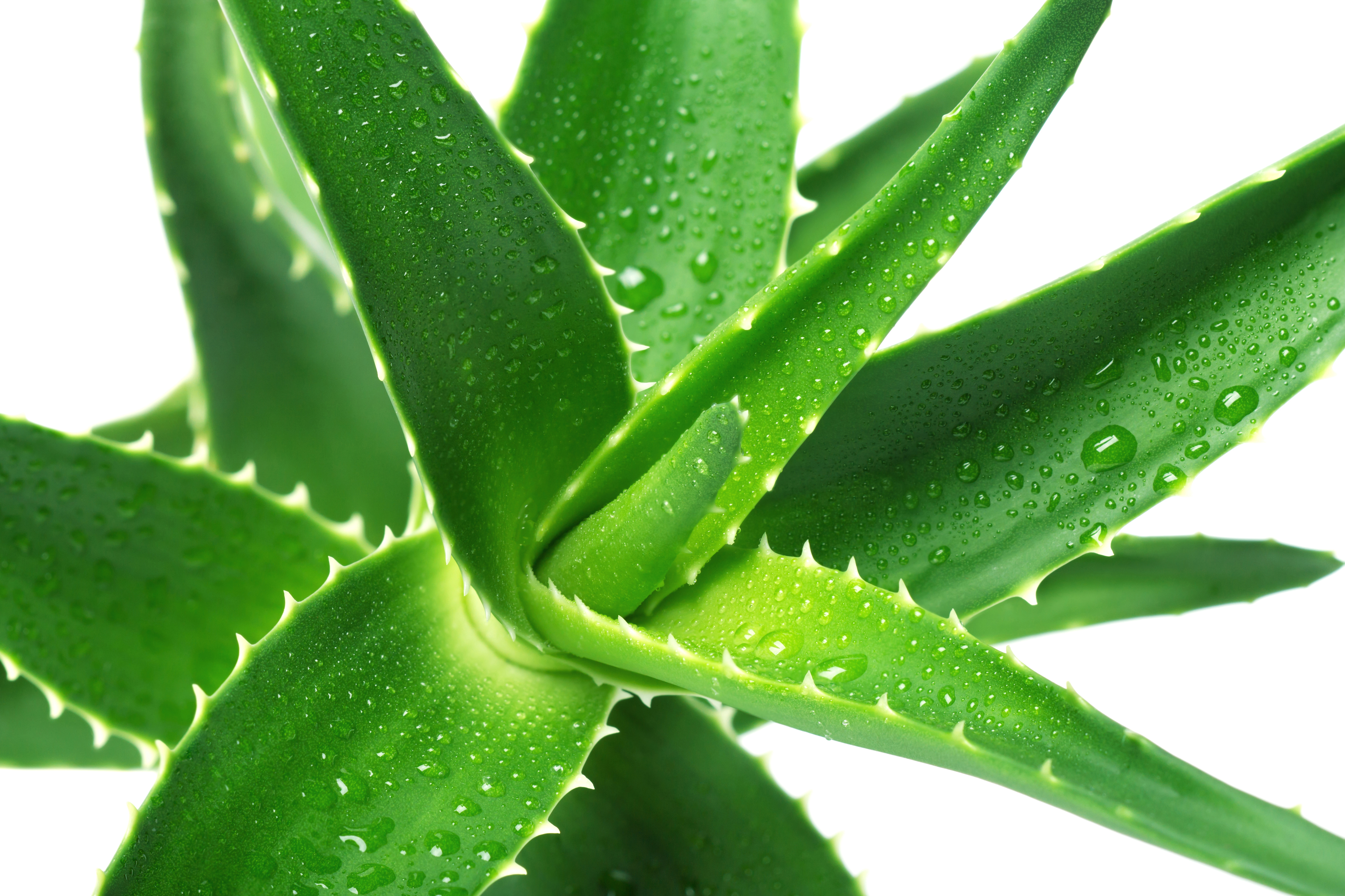 El Aloe Vera Hace Milagros Paocipriani